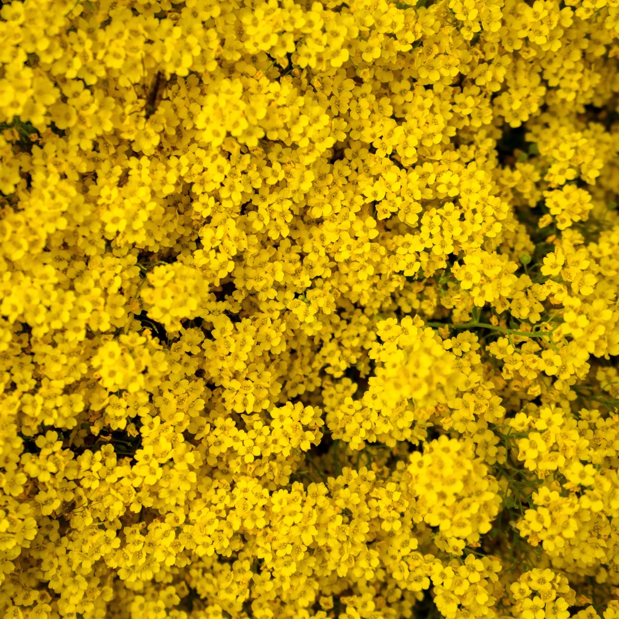 Déodorant Baume 48H - Bergamote - Endro Cosmetiques