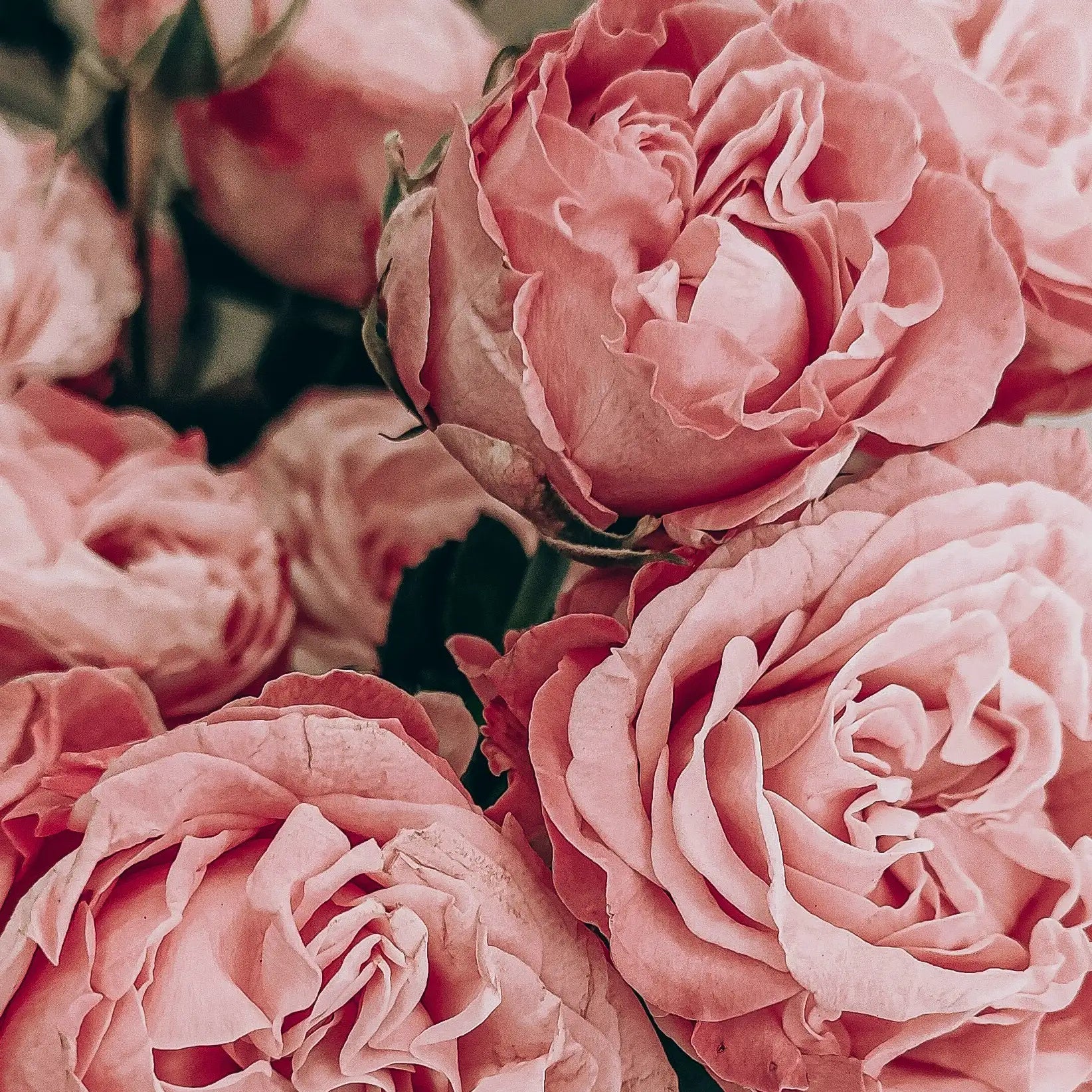 Déodorant stick rechargeable - Parfum rose - framboise - Endro Cosmetiques