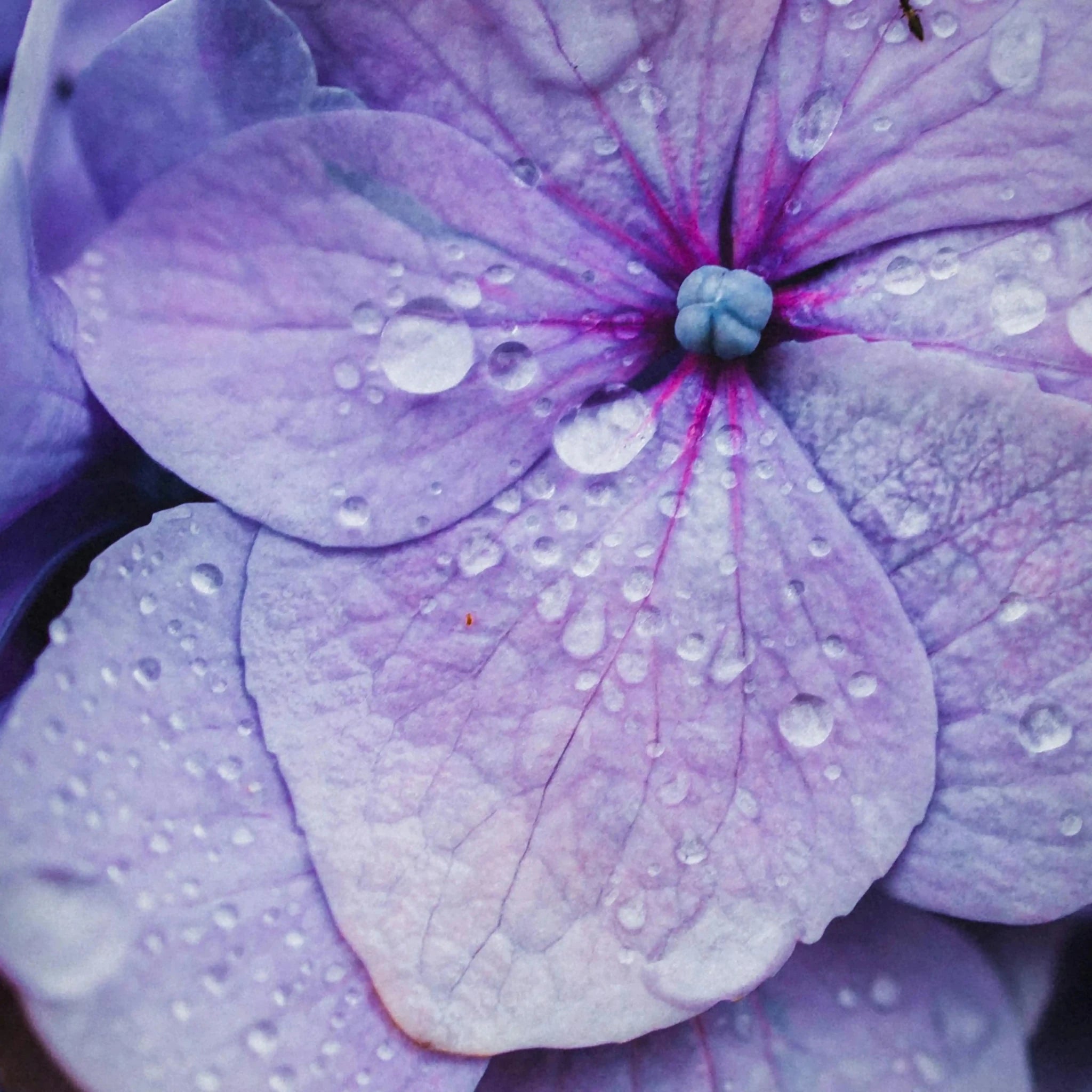 Routine Complète Anti - Âge Repulpant - Endro Cosmetiques